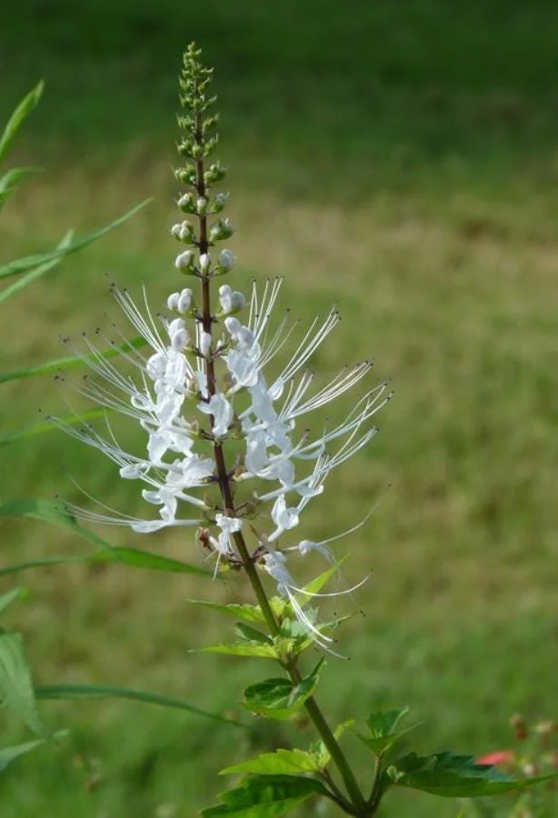 White Cat Whiskers Live Starter Plants – 2-Pack, 4-6" Tall – Tropical Ornamental - Image 5
