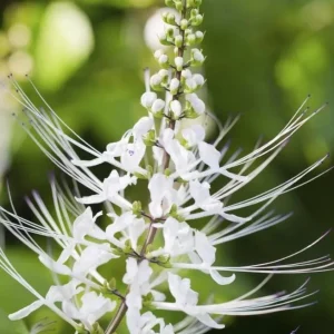 White Cat Whiskers Live Starter Plants – 2-Pack, 4-6