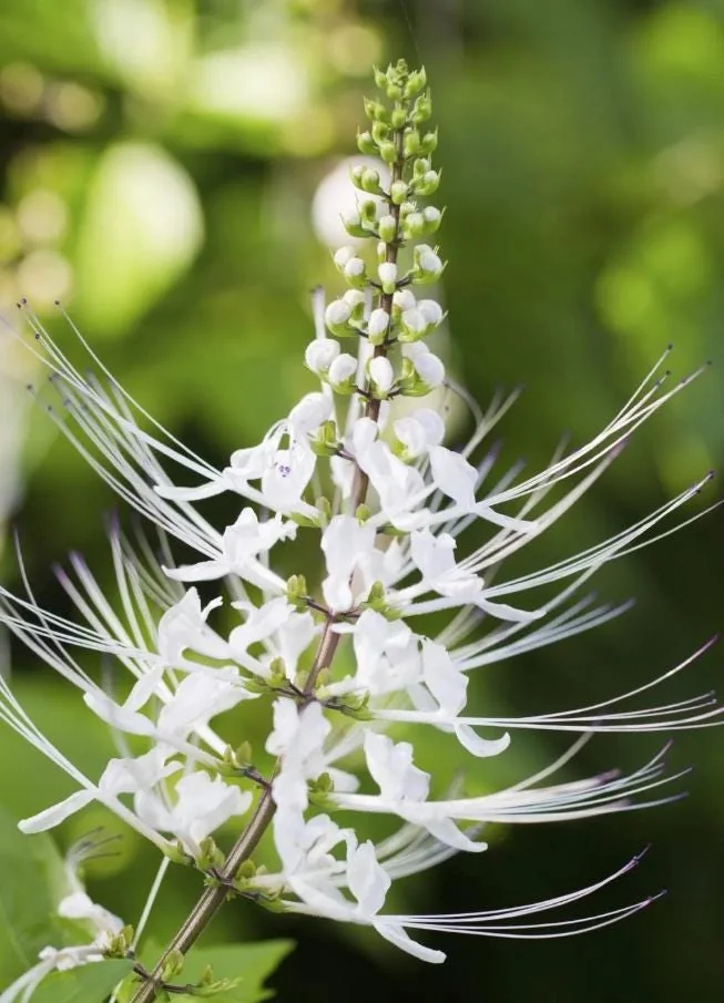 White Cat Whiskers Live Starter Plants – 2-Pack, 4-6" Tall – Tropical Ornamental - Image 6