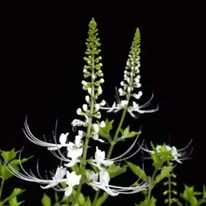 White Cat Whiskers Live Starter Plants – 2-Pack, 4-6