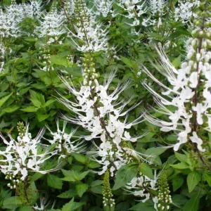 White Cat Whiskers Live Starter Plants – 2-Pack, 4-6