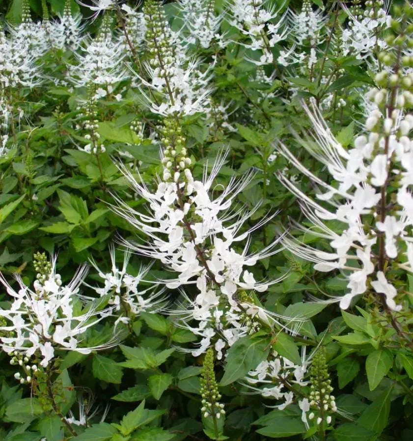 White Cat Whiskers Live Starter Plants – 2-Pack, 4-6" Tall – Tropical Ornamental - Image 8