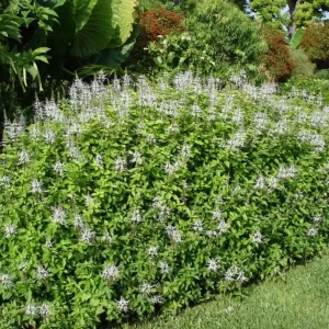 White Cat Whiskers Live Starter Plants – 2-Pack, 4-6