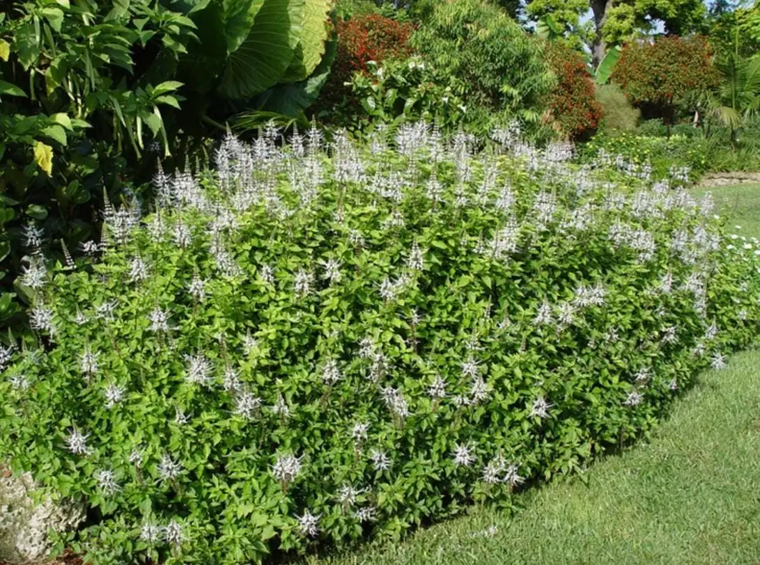 White Cat Whiskers Live Starter Plants – 2-Pack, 4-6" Tall – Tropical Ornamental - Image 9