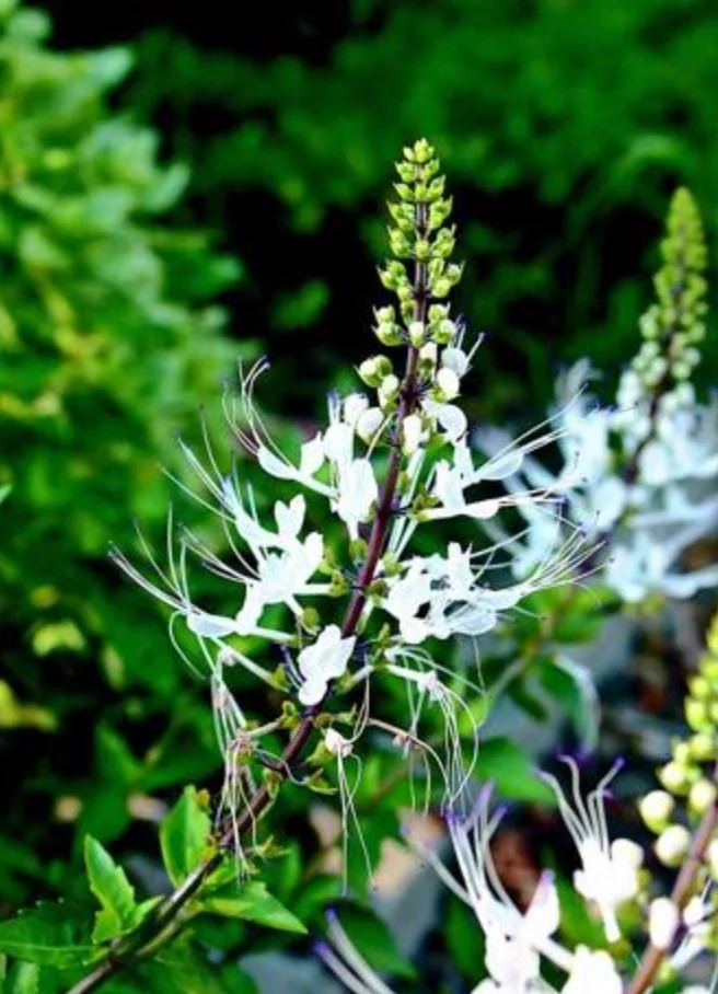 White Cat Whiskers Live Starter Plants – 2-Pack, 4-6" Tall – Tropical Ornamental - Image 1