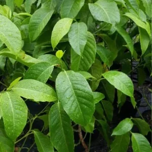 White Champaca Live Plant – Fragrant Magnolia – 2-3 Ft Tall – Ship in 3 Gallon Pot - Image 2