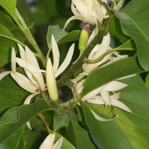 White Champaca Live Plant – Fragrant Magnolia – 2-3 Ft Tall – Ship in 3 Gallon Pot - Image 1