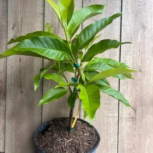 White Champaca Live Plant - Grafted Michelia alba Tree, 3 Gallon Pot - Image 2