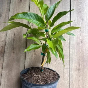 White Champaca Live Plant - Grafted Michelia alba Tree, 3 Gallon Pot - Image 3