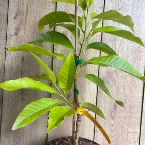 White Champaca Live Plant - Grafted Michelia alba Tree, 3 Gallon Pot - Image 5