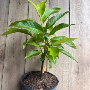 White Champaca Live Plant - Grafted Michelia alba Tree, 3 Gallon Pot - Image 9