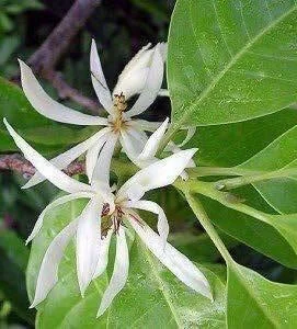 White Champaca Live Plant - Grafted Michelia alba Tree, 3 Gallon Pot - Image 1