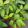 White Champaca Live Plant - Michelia Alba Tree 4-5 Ft Tall in 3 Gal Pot - Image 1
