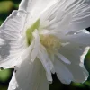 White Chiffon Rose of Sharon Live Plant - 4 inch Pot - Outdoor Shrub - Image 1