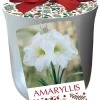 White Christmas Amaryllis Kit - Large Bulb, Silver Ceramic Pot, Planting Medium - Image 1