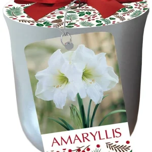White Christmas Amaryllis Kit - Large Bulb, Silver Ceramic Pot, Planting Medium - Image 1