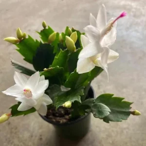 White Christmas Cactus Live Plant – 4-6