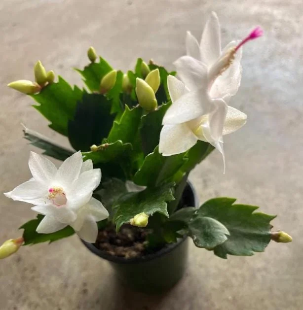 White Christmas Cactus Live Plant – 4-6" Tall – 2" Pot – Indoor Holiday Plant - Image 2