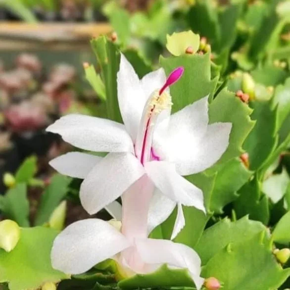 White Christmas Cactus Live Plant – 4-6" Tall – 2" Pot – Indoor Holiday Plant - Image 3