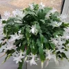White Christmas Cactus Live Plant – 4-6" Tall – 2" Pot – Indoor Holiday Plant - Image 1