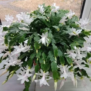 White Christmas Cactus Live Plant – 4-6