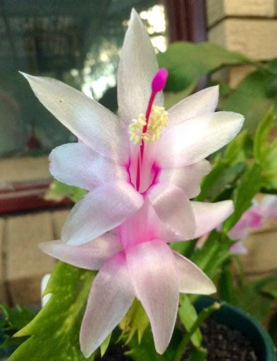 White Christmas Cactus Live Plant – 4-6" Tall – 2" Pot – Indoor Holiday Plant - Image 4