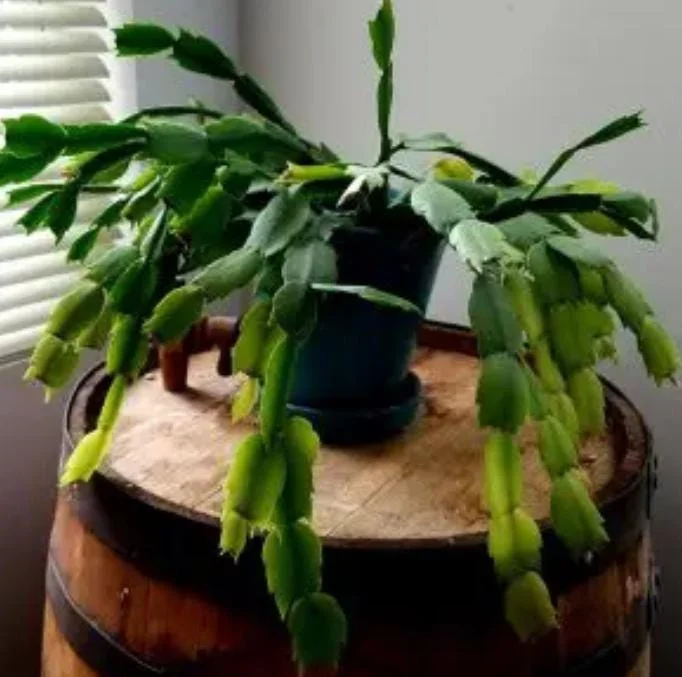 White Christmas Cactus Live Plant – 4-6" Tall – 2" Pot – Indoor Holiday Plant - Image 5