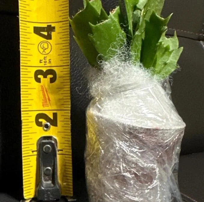 White Christmas Cactus Live Plant – 4-6" Tall – 2" Pot – Indoor Holiday Plant - Image 6