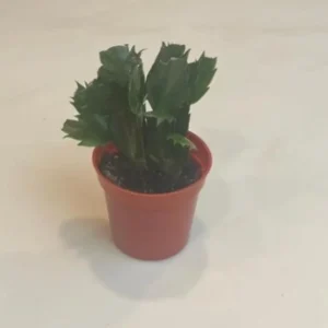 White Christmas Cactus Live Plant – 4-6