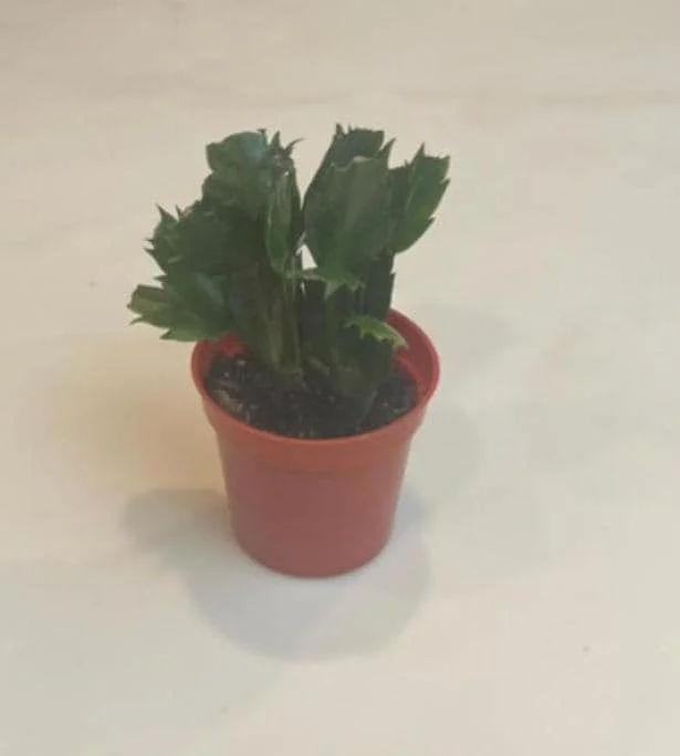 White Christmas Cactus Live Plant – 4-6" Tall – 2" Pot – Indoor Holiday Plant - Image 7