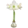 White Christmas Gold Splatter Amaryllis Bulb - Waxed, Jumbo, No Water - Image 1