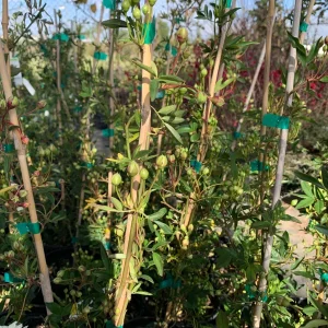 White Climbing Rose Live Plant – Rosa Banksiae ‘Alba Plena’ – Fragrant, Vigorous Climber – 1 Gallon Pot, 2 Feet Tall - Image 3