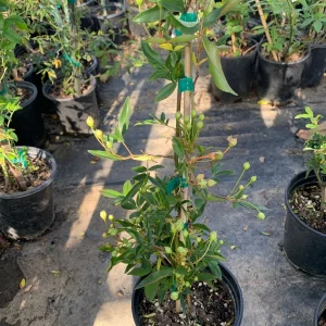 White Climbing Rose Live Plant – Rosa Banksiae ‘Alba Plena’ – Fragrant, Vigorous Climber – 1 Gallon Pot, 2 Feet Tall - Image 4