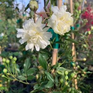 White Climbing Rose Live Plant – Rosa Banksiae ‘Alba Plena’ – Fragrant, Vigorous Climber – 1 Gallon Pot, 2 Feet Tall - Image 1