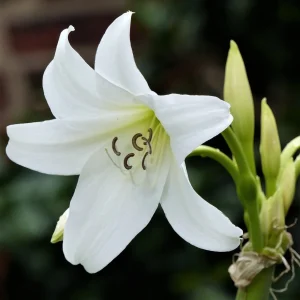 White Crinum Powellii Bulbs - Fragrant Trumpet Lily - Perennial Flower Bulbs - Image 1