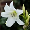 White Crinum Powellii Bulbs - Fragrant Trumpet Lily - Perennial Flower Bulb - Image 1