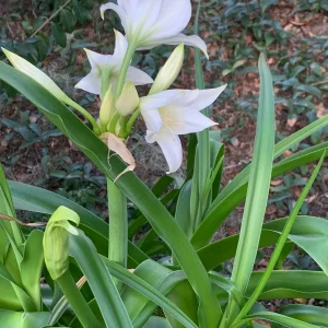 White Crinum Powellii Bulbs - Fragrant Trumpet Lily - Perennial Flower Bulb - Image 3