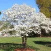 White Dogwood Live Plant – 10-16" Tall Seedling – Quart Pot – Outdoor Tree – Cornus florida - Image 1