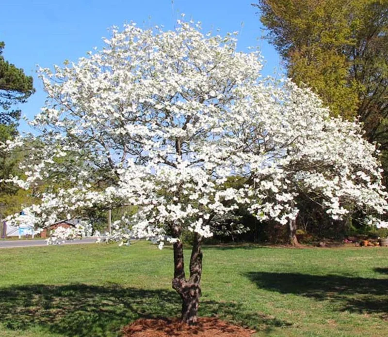 White Dogwood Live Plant – 10-16" Tall Seedling – Quart Pot – Outdoor Tree – Cornus florida - Image 1