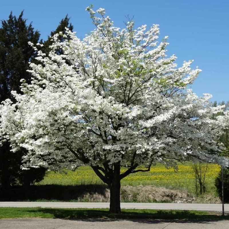 White Dogwood Live Plant – 10-16" Tall Seedling – Quart Pot – Outdoor Tree – Cornus florida - Image 10
