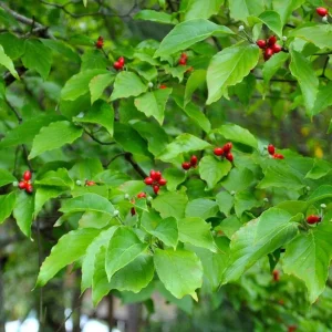 White Dogwood Live Plant – 10-16