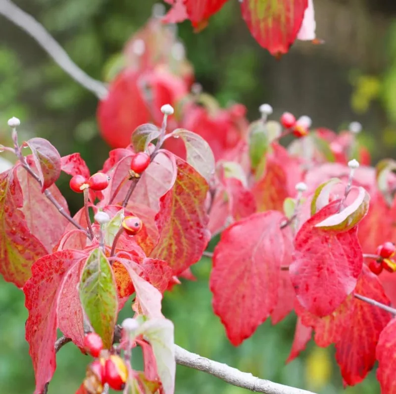 White Dogwood Live Plant – 10-16" Tall Seedling – Quart Pot – Outdoor Tree – Cornus florida - Image 3