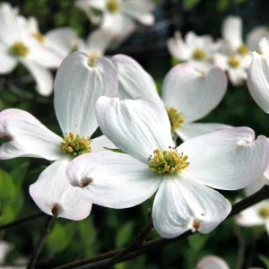 White Dogwood Live Plant – 10-16
