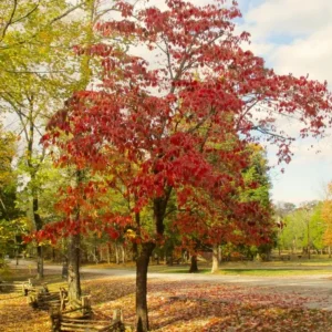 White Dogwood Live Plant – 10-16