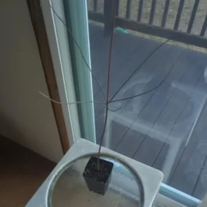 White Dogwood Live Plant – 10-16