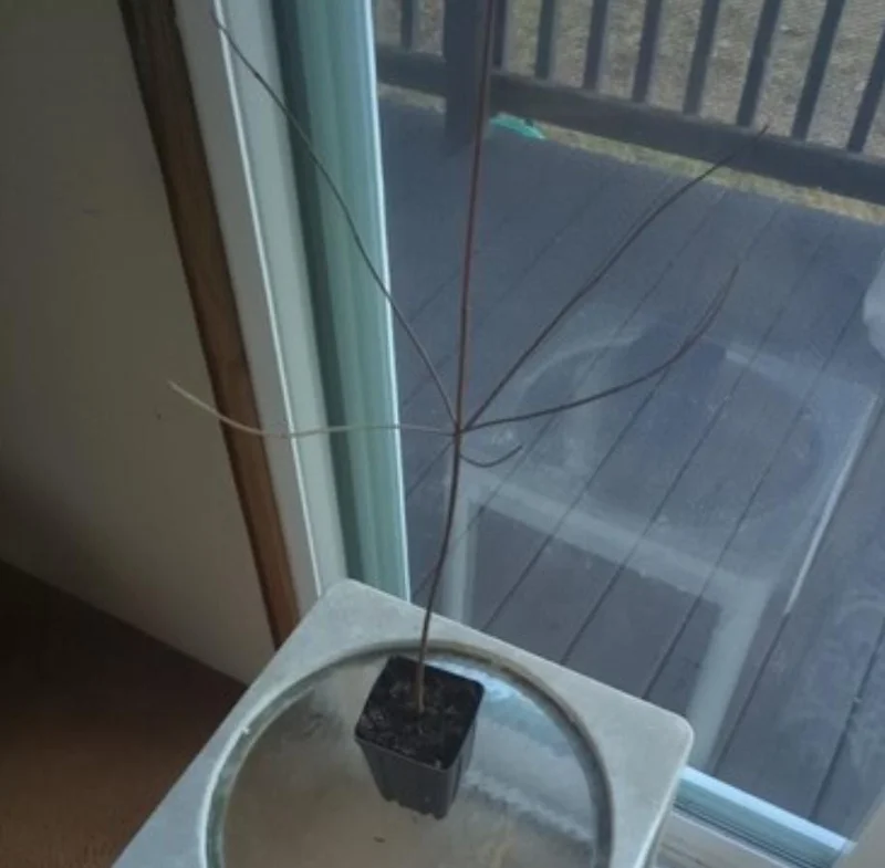 White Dogwood Live Plant – 10-16" Tall Seedling – Quart Pot – Outdoor Tree – Cornus florida - Image 6