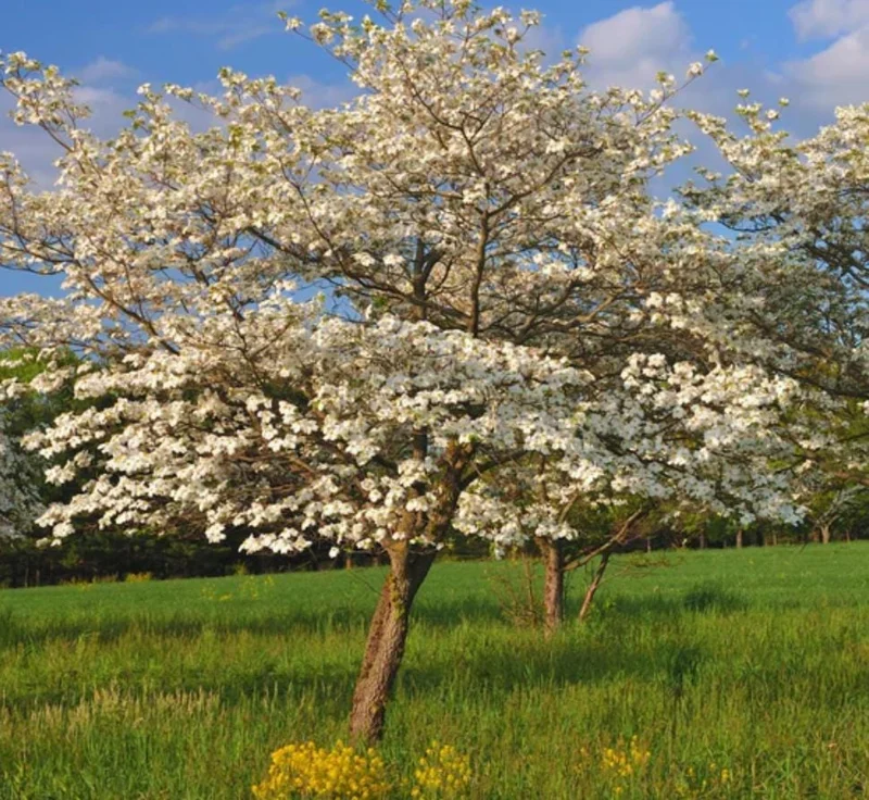 White Dogwood Live Plant – 10-16" Tall Seedling – Quart Pot – Outdoor Tree – Cornus florida - Image 7