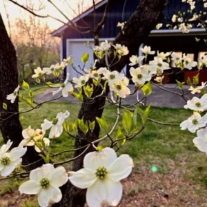 White Dogwood Live Plant – 10-16