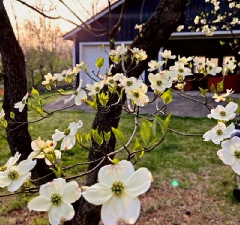 White Dogwood Live Plant – 10-16" Tall Seedling – Quart Pot – Outdoor Tree – Cornus florida - Image 8