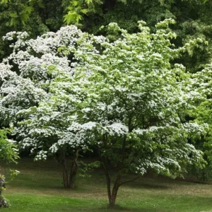 White Dogwood Live Plant – Quart Pot – Ornamental Flowering Tree – Outdoor - Image 4